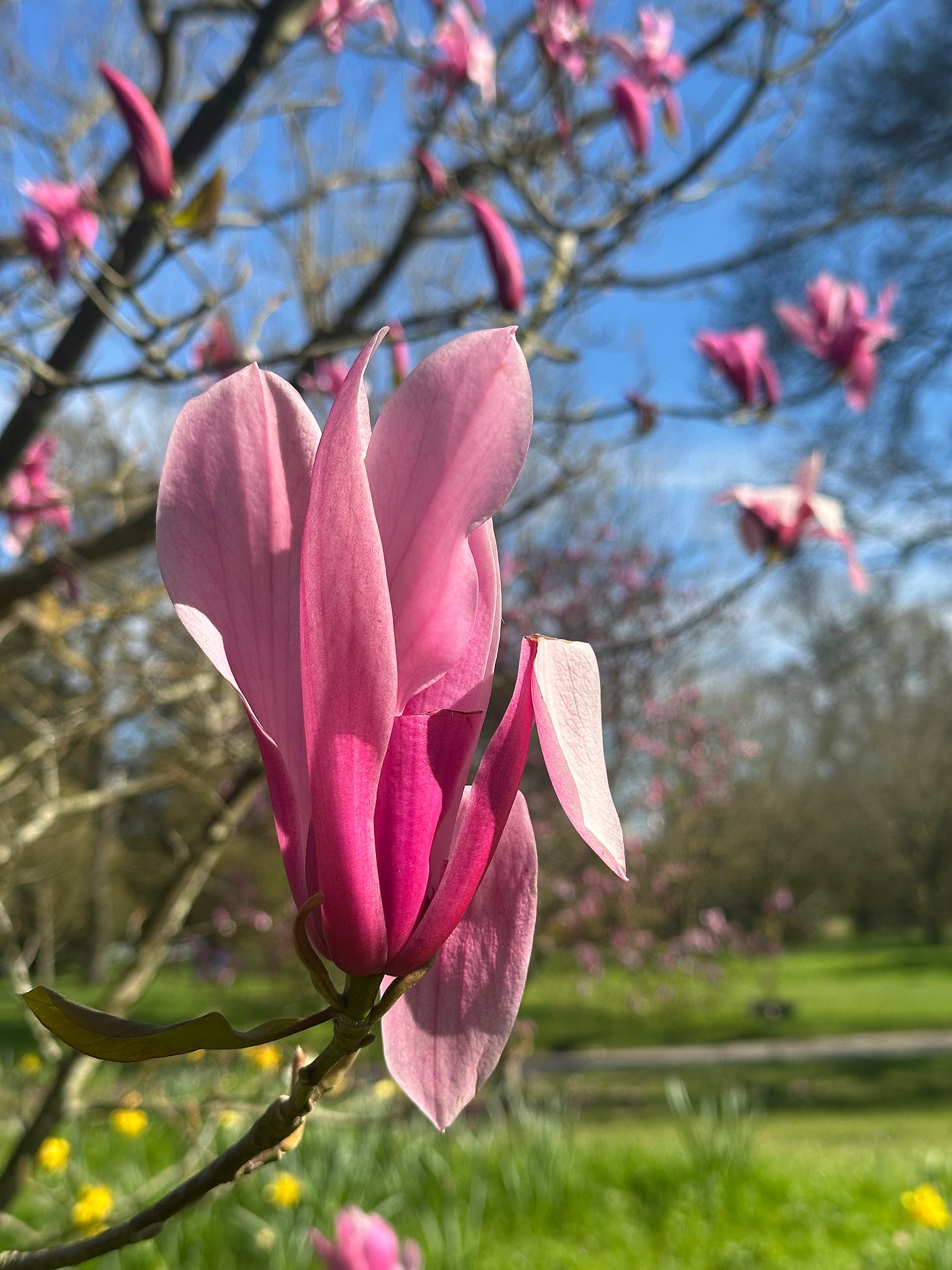 Close-up of pink magnolia flower in bloom on tree branch in spring garden with blue sky background