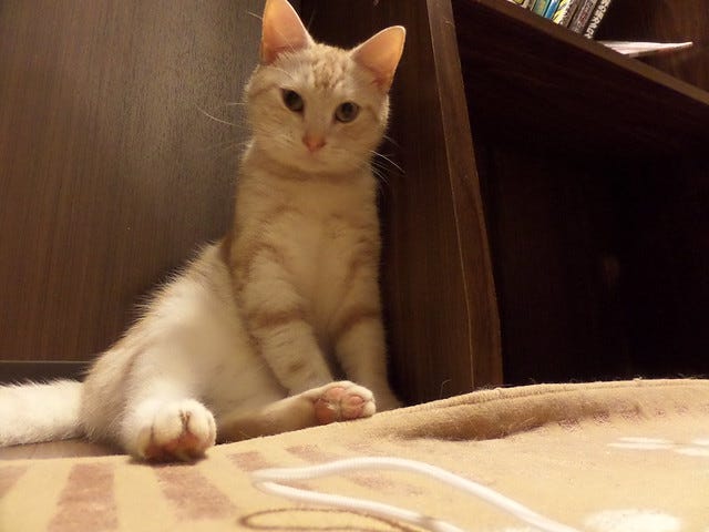 Cat Cafe Nanny Cat Cafe Nanny