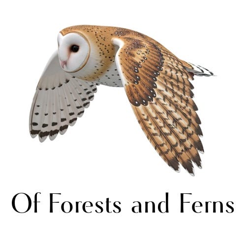 Of Forests and Ferns