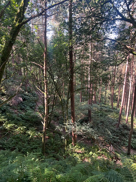 Corncockle Quarry, its hole and nature's reclamation