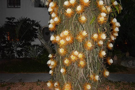 Was Sigmund Freud the cactus smuggled in by Selby Gardens former head botanist?
