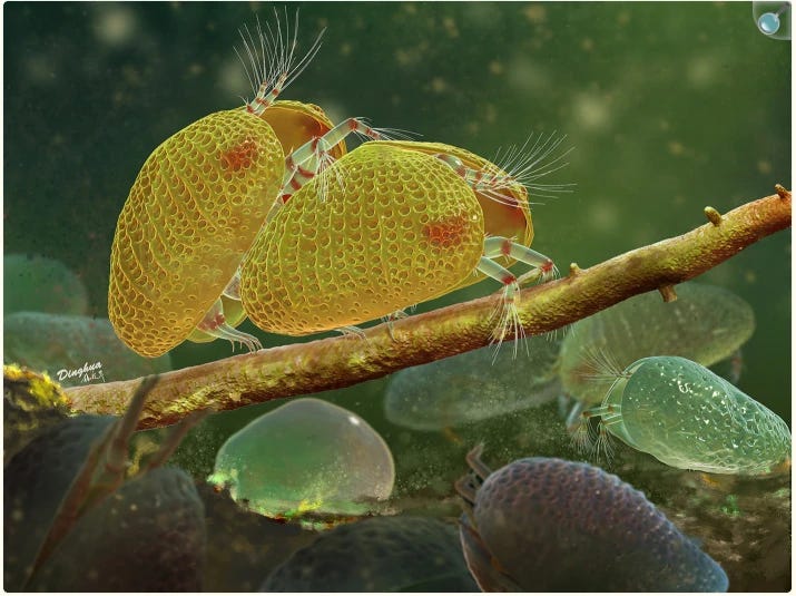 Two ostracods mating. The male on the left is mounting the female on the right. They are shrimp-like, but each has paired protective shells, like a clam. Two ostracods mating. The male on the left is mounting the female on the right. They are shrimp-like, but each has paired protective shells, like a clam.