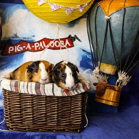Pig-A-Palooza