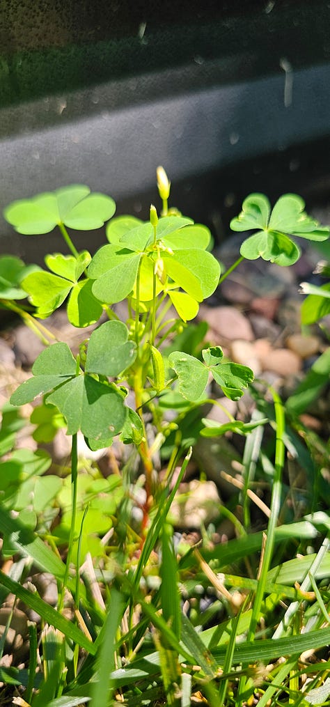 Oxalis plants