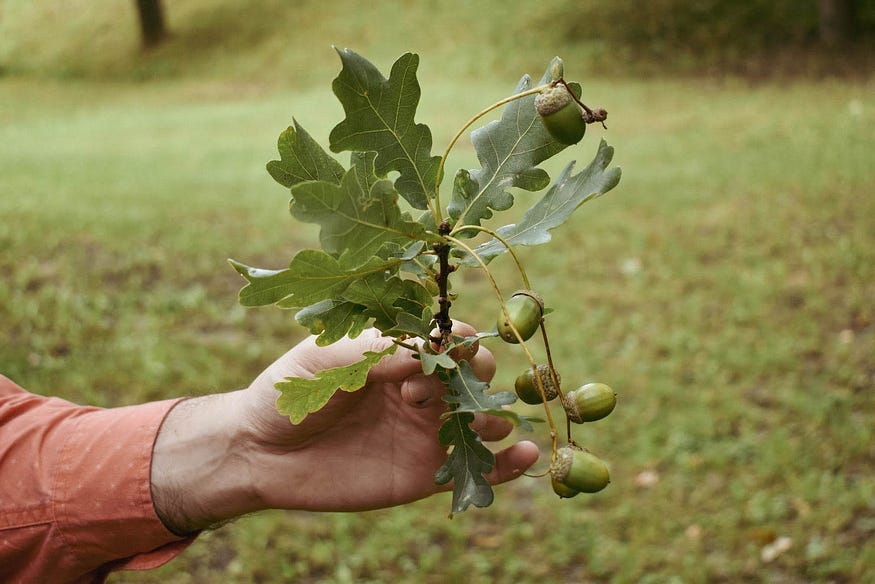 A hand in a reddish-orange sleeve holding a branch of an oak tree with green lobed leaves and several acorns, with a grassy field in the background.