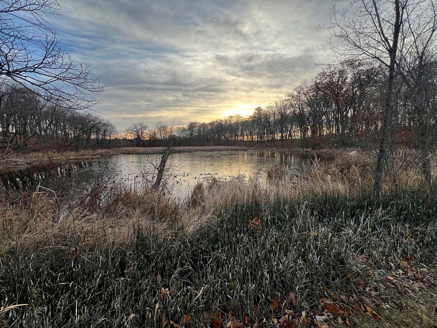  Photograph of a pond in the woods by graphic novelist K. Woodman-Maynard. 