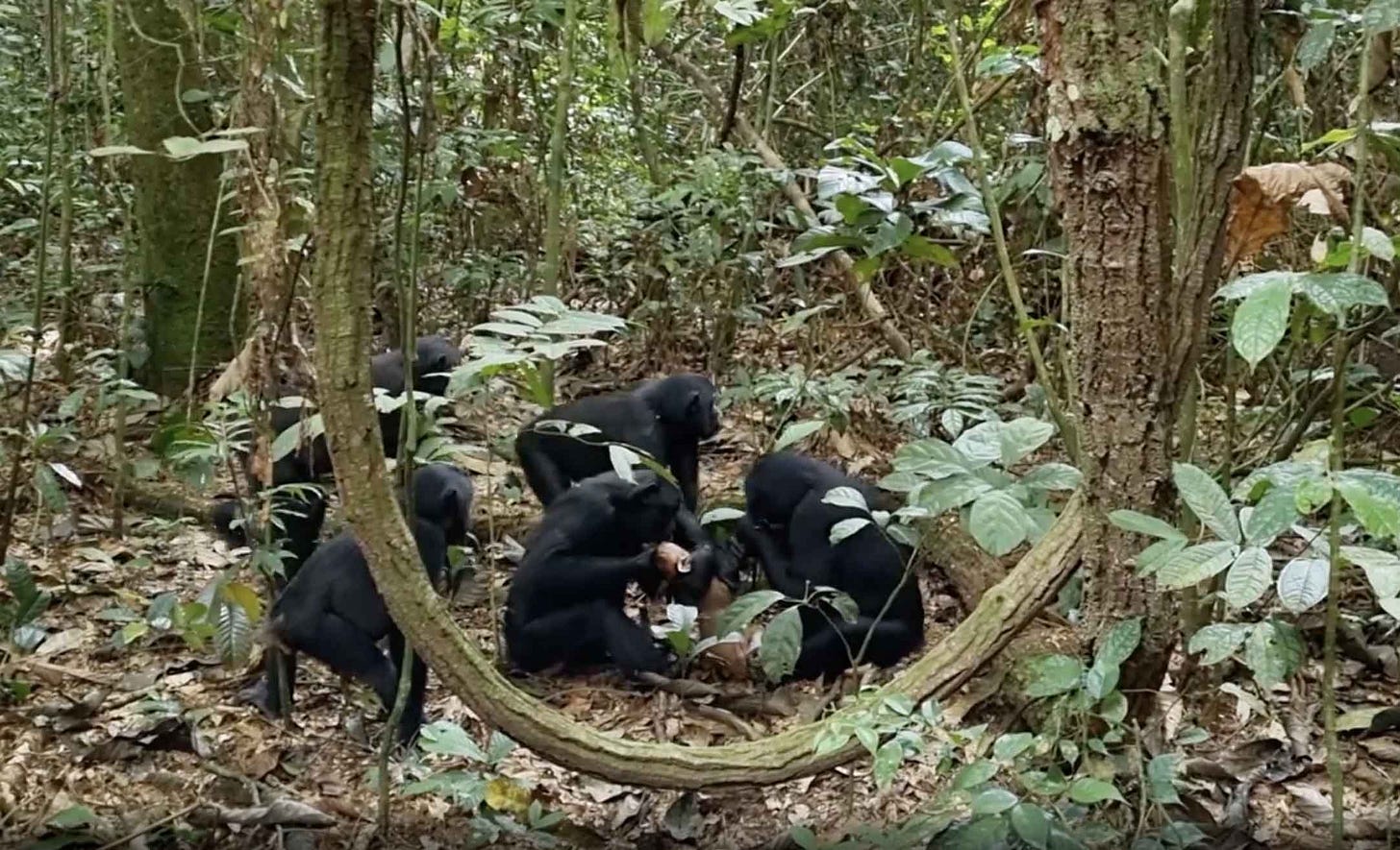 Five bonobos surrounding a duiker kill in forest Five bonobos surrounding a duiker kill in forest