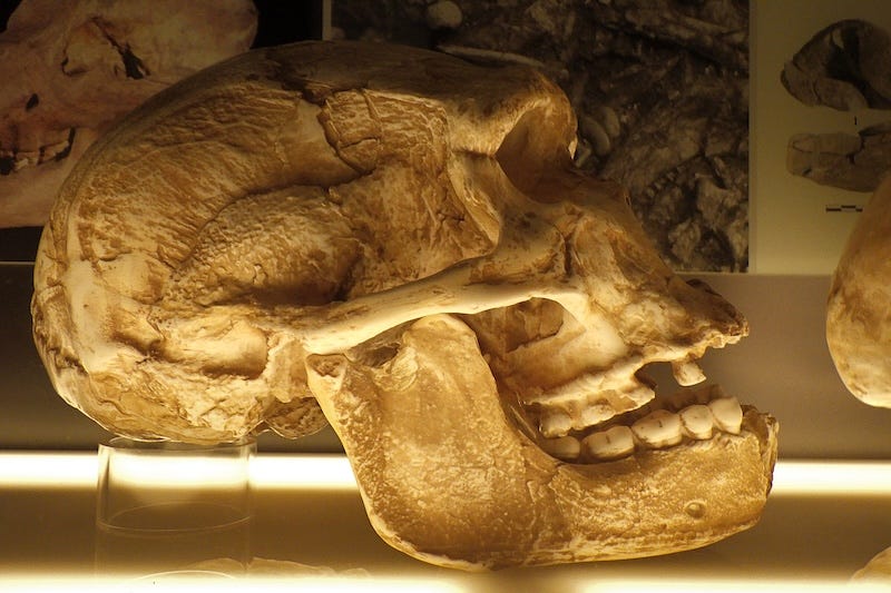 Hominin Body Size Jump Around 2 Million Years Ago