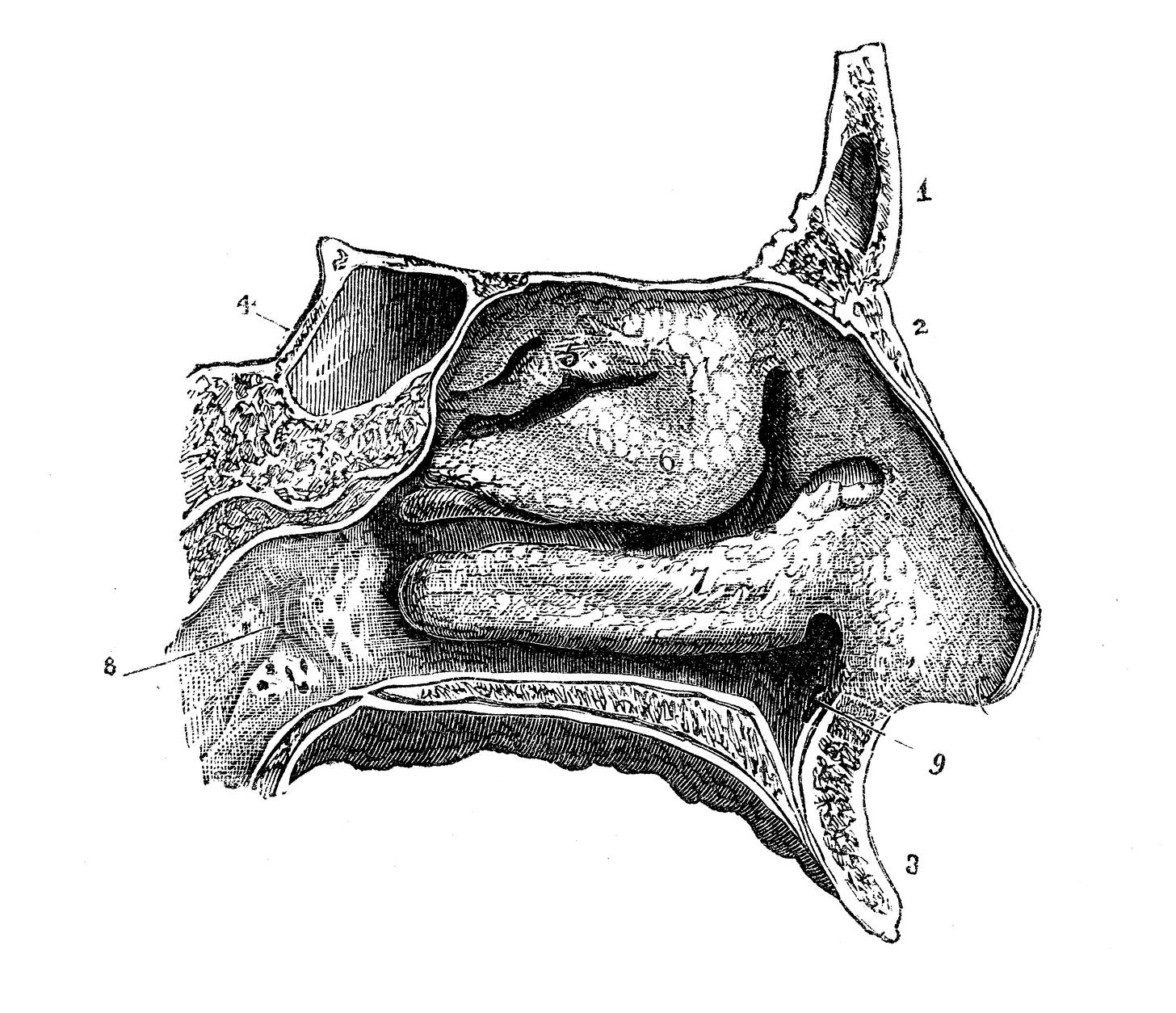 An antique diagram of the human nose, in black and white. An antique diagram of the human nose, in black and white.