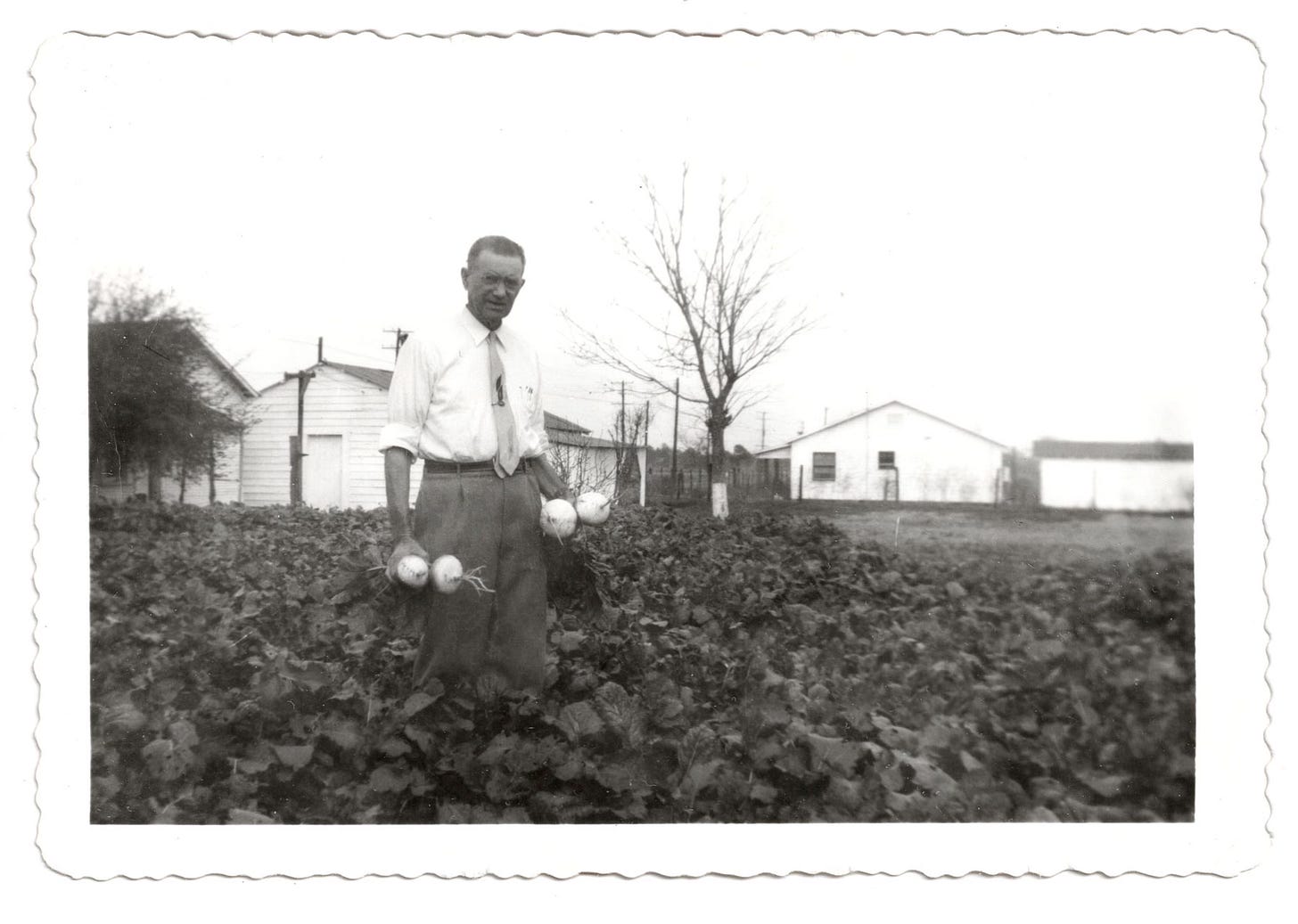 Old photo of man in field picking turnips