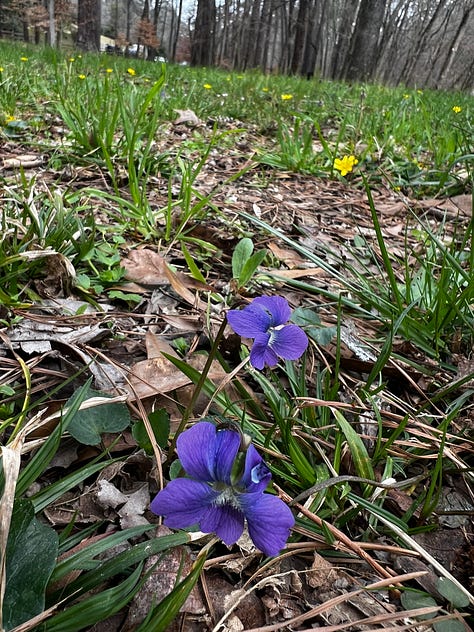 lesser celandine, trillium, violets, virginia spring beauty