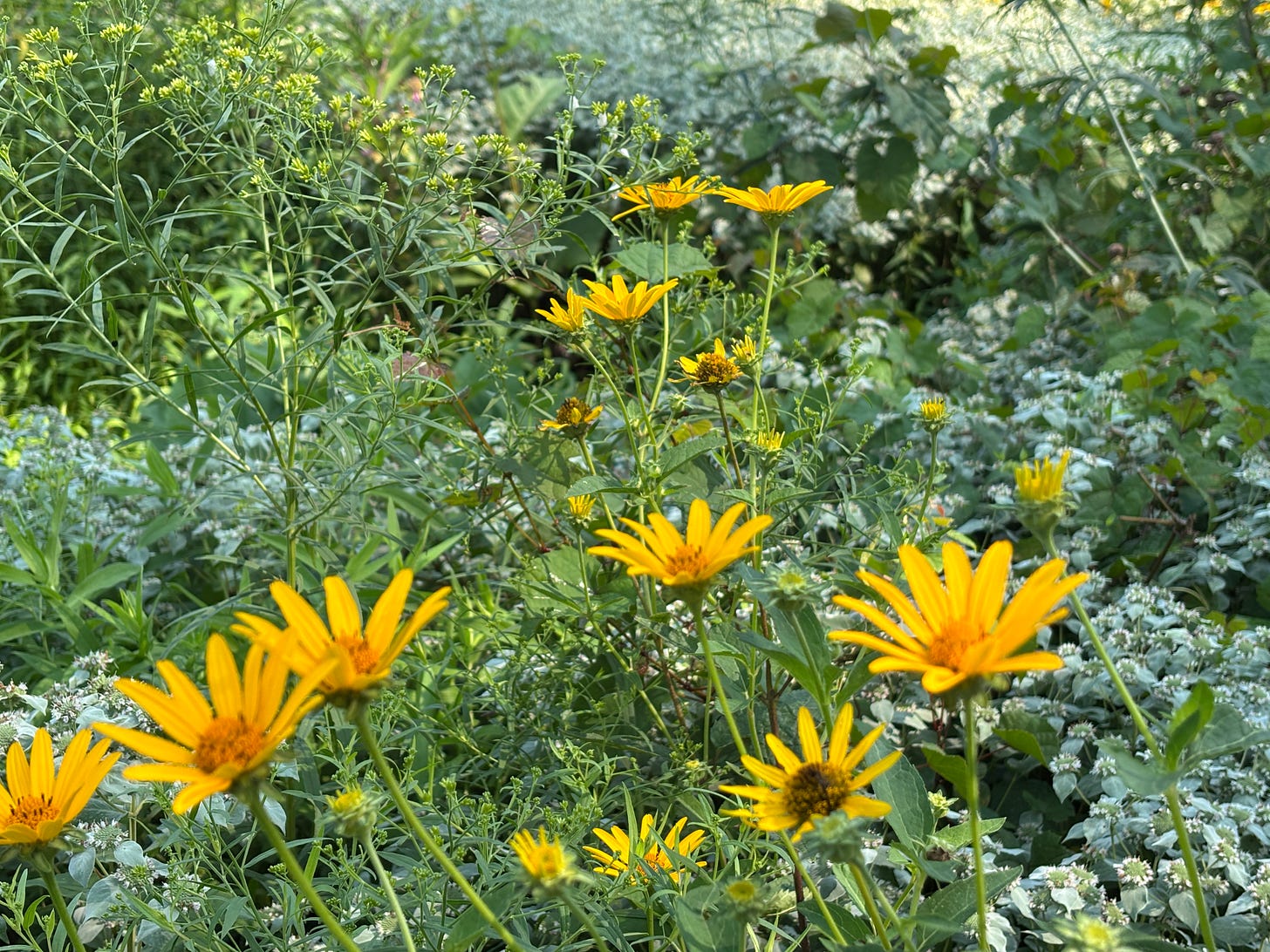 a field with yellow wildflowers and queen anne's lace
