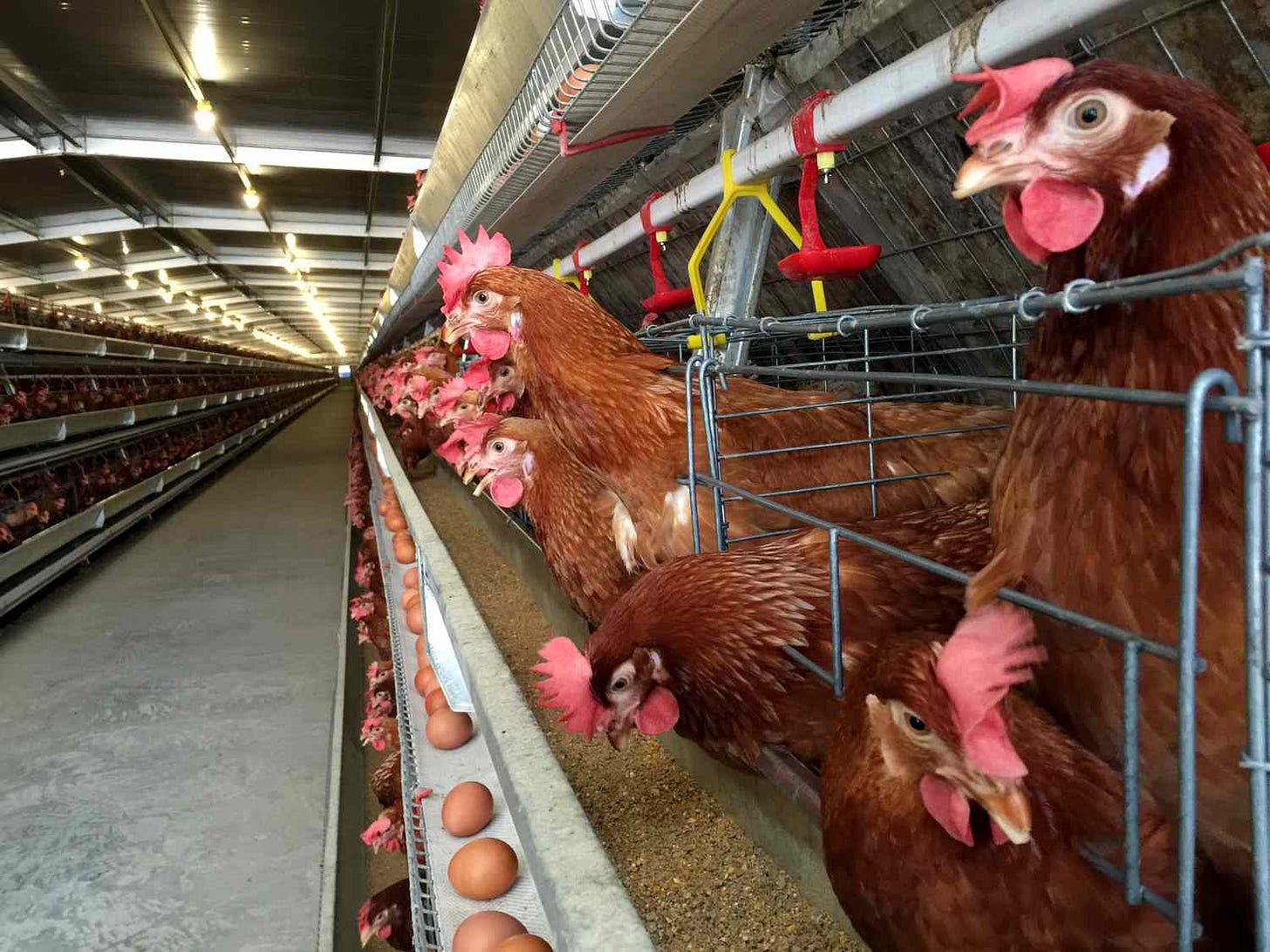Cal-Maine Foods Halts Egg Production at Texas Facility After Detecting Bird  Flu