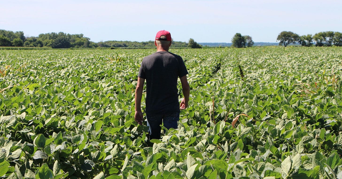 U.S. soybean farmers hang on for dear life in Trump's China trade war