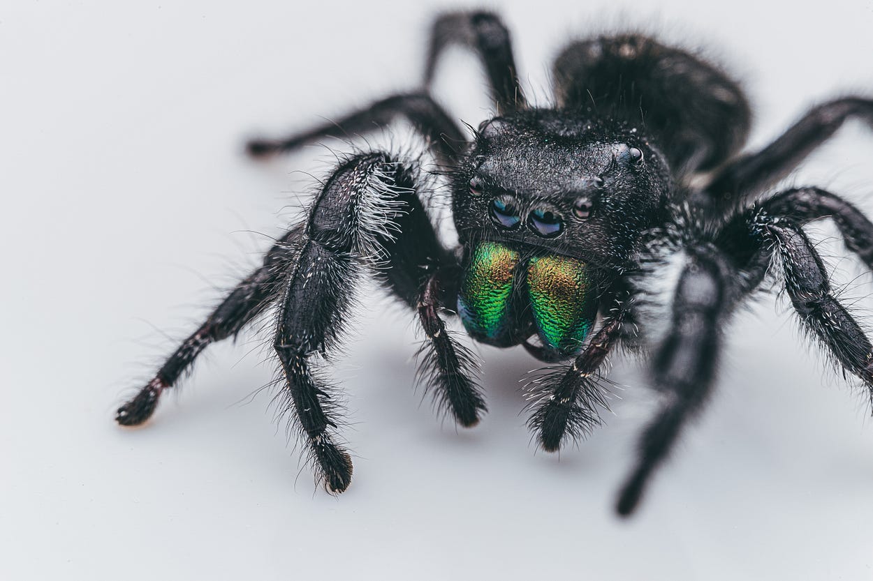 An image of a big black spider on a white background, and it has two big black eyes and green fangs.