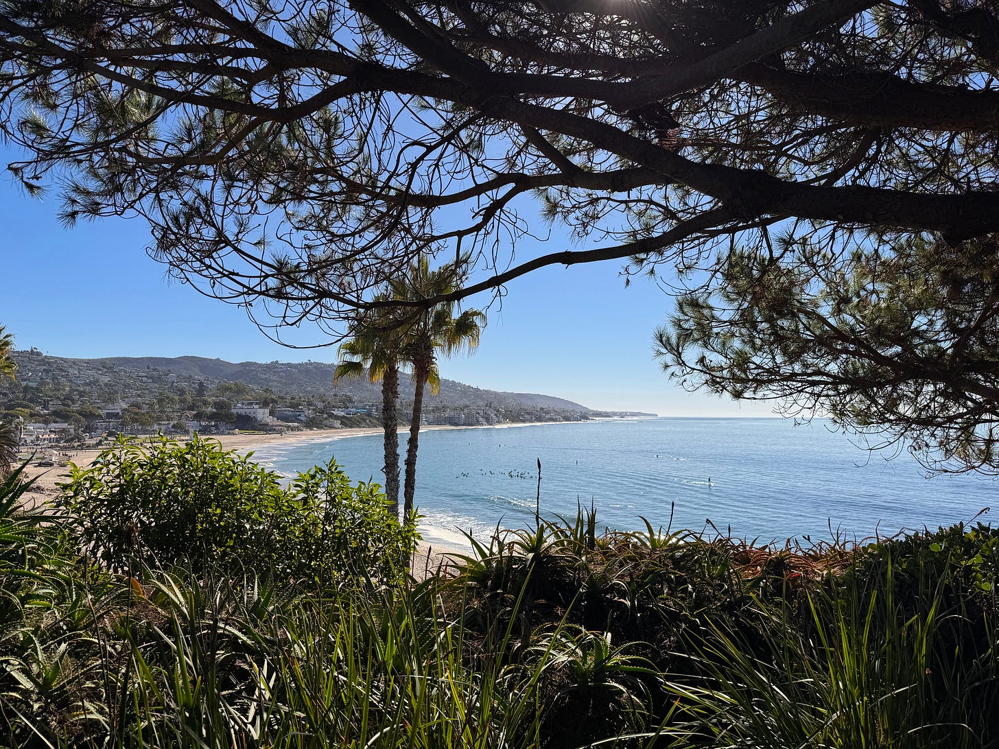 Coastal view of Laguna Beach, California framed by tree branches and palm trees, overlooking the ocean and shoreline on a clear sunny day.