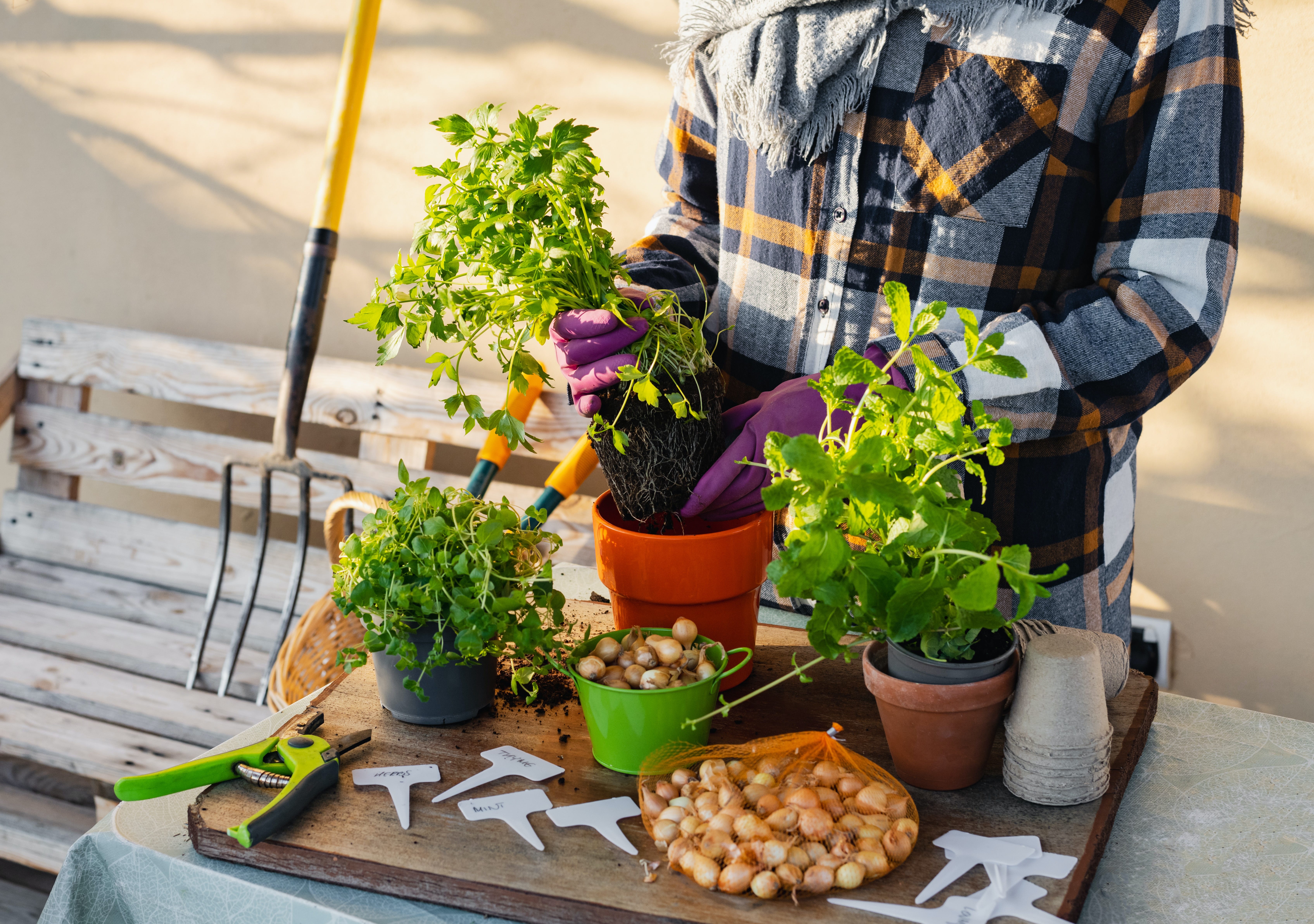 My favorite super-easy plants - by Zawn Villines