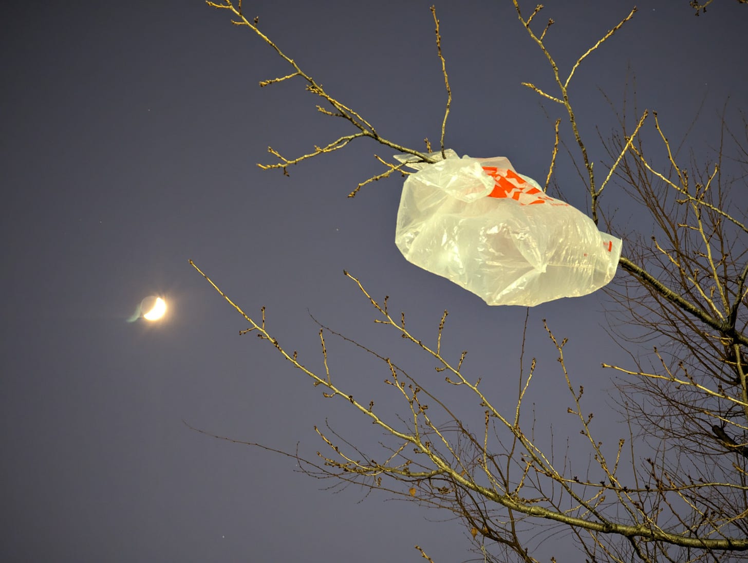 Image looking upward at a tree with no leaves, with a plastic bag caught in its branches. The sun is visible to the left, with something partially blocking it--it may be a cloud, but it is not clear.