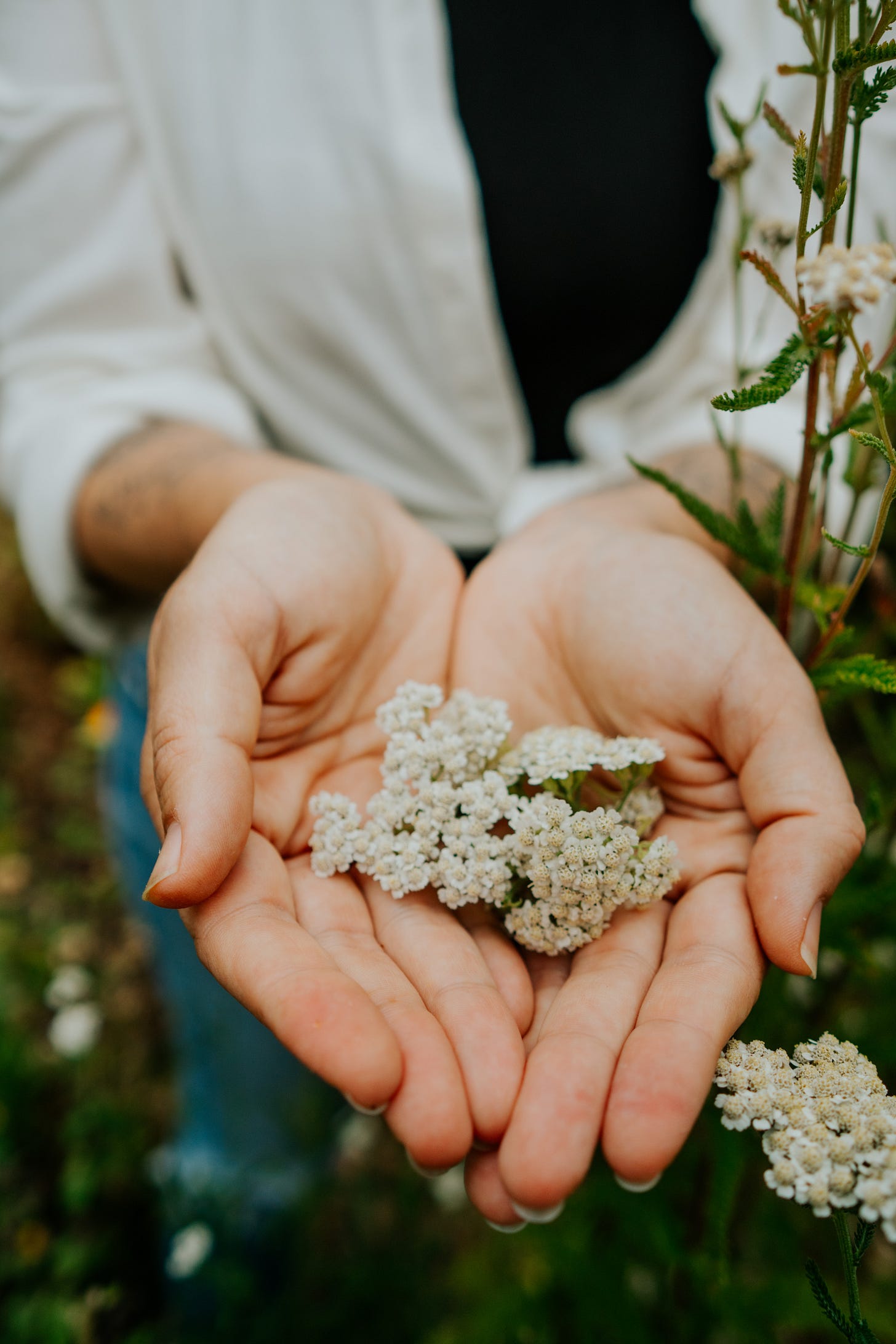 Two hands cupping yarrow flowers freshly picked