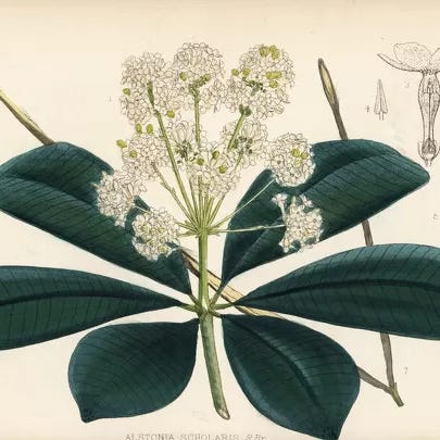 Alstonia scholaris: Nikhil Krishnan's newsletter