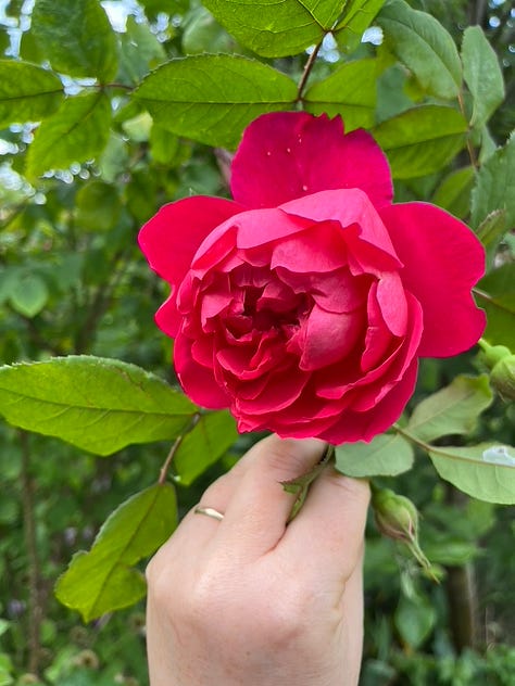 Zéphirine Drouhin, Benjamin Britten, Duc de Cambridge, Carefree Beauty, Grace, floating roses