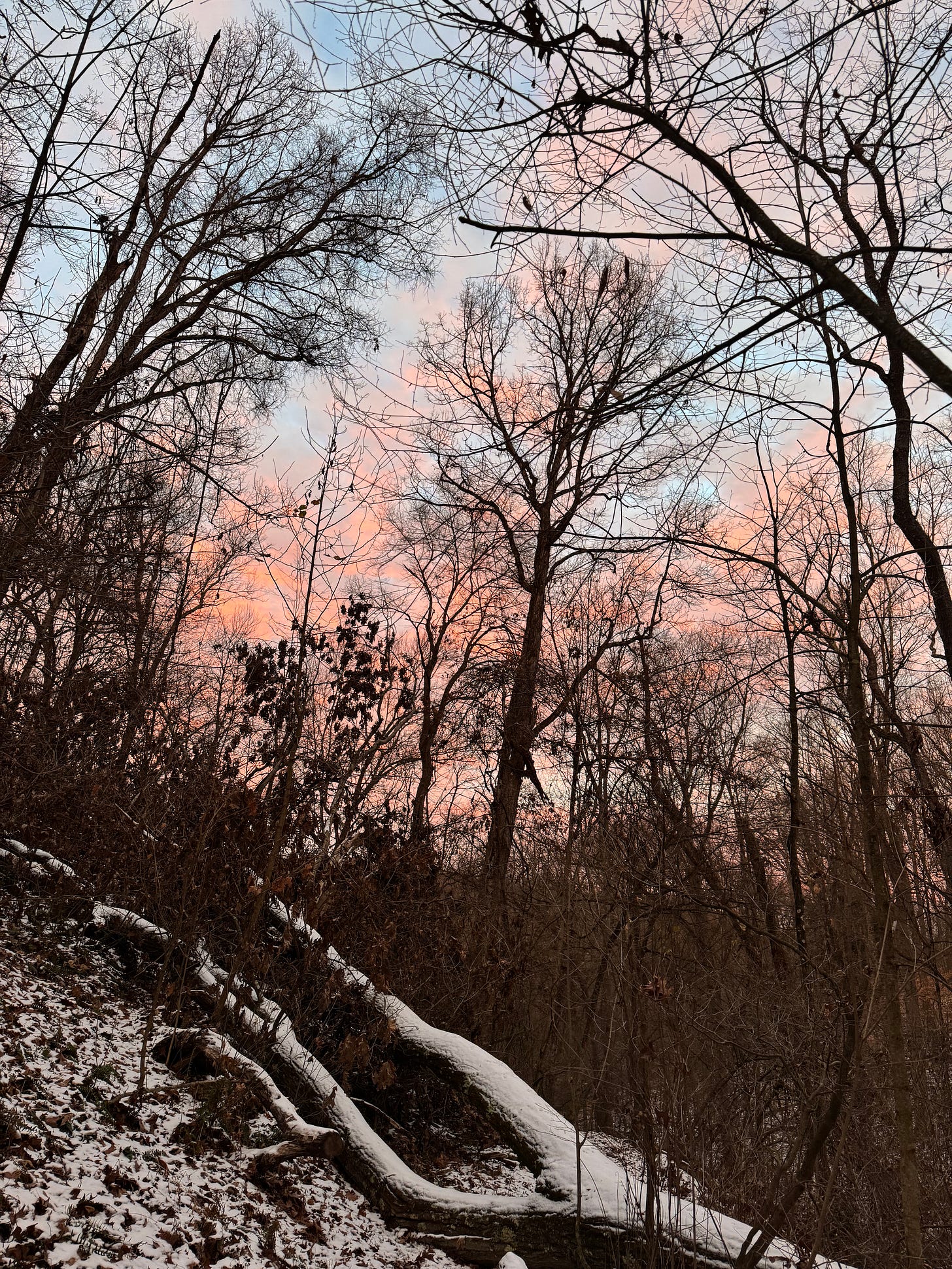 A snowy forest with a pink and blue sunset.