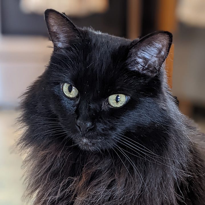 A gallery of 4 pictures of Bixby, close crop photos of his face looking regal and relaxed