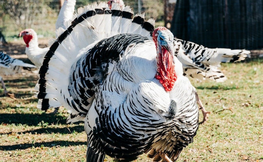 a group of chickens in a fenced in area