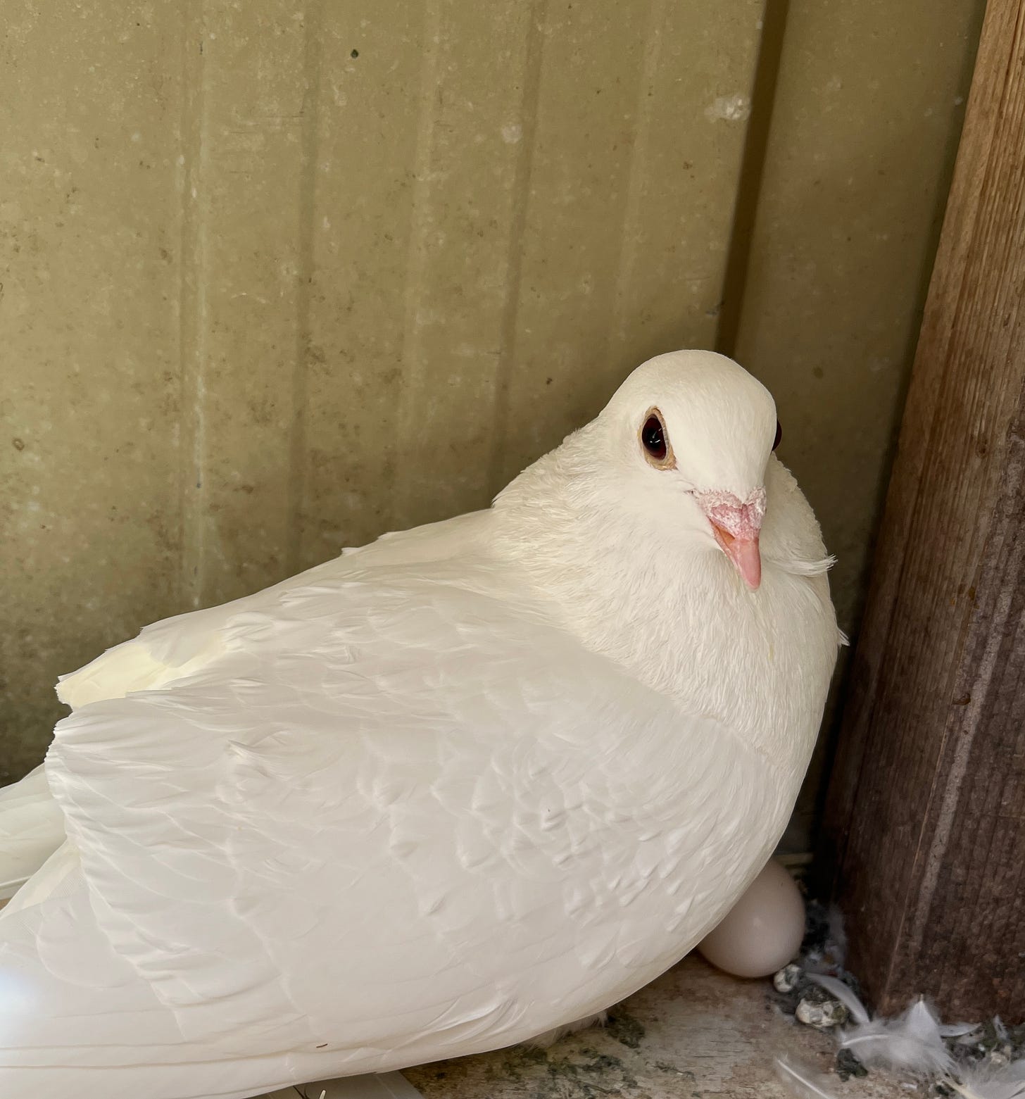 A beautiful white pigeon sits on the ground of her loft, protecting a small egg.