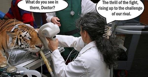 Eye of the tiger! : r/funny