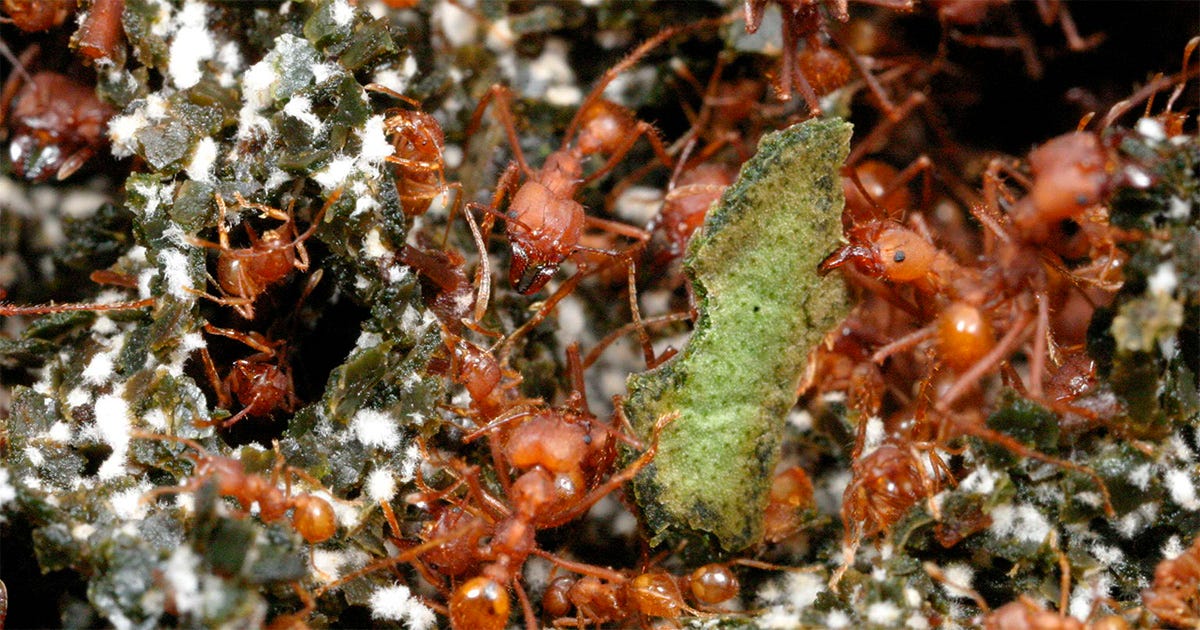 Formigas se aglomeram e cultivam o fungo. Não se enxerga o fundo da imagem, apenas insetos escalando uns aos outros, recortes de folhas e pontos de fungo. Formigas se aglomeram e cultivam o fungo. Não se enxerga o fundo da imagem, apenas insetos escalando uns aos outros, recortes de folhas e pontos de fungo.