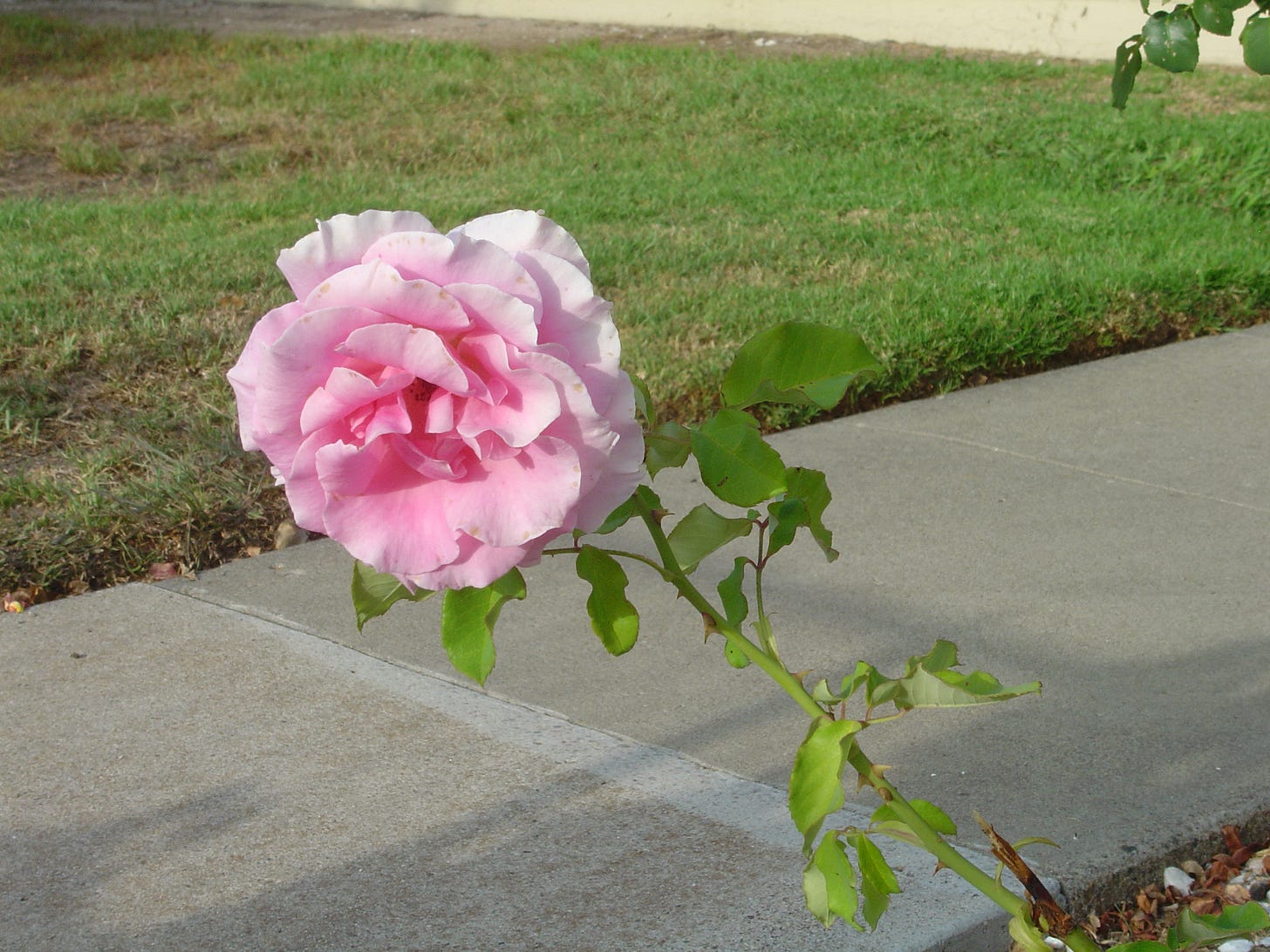 Description of DSC00506
