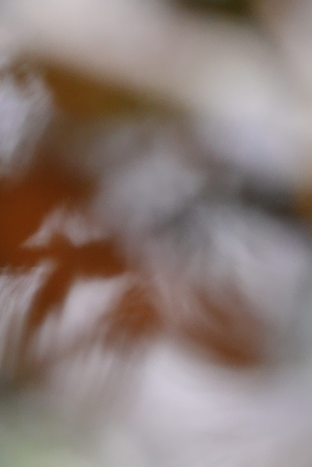 Soft focus image of tree branches reflected rust red in pale water