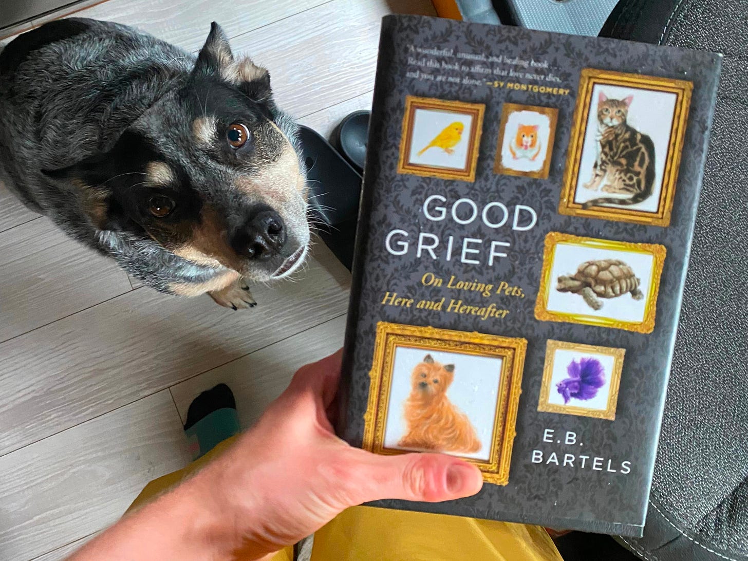 An Australian cattle dog looks at the camera next to a copy of the book GOOD GRIEF by E.B. Bartels An Australian cattle dog looks at the camera next to a copy of the book GOOD GRIEF by E.B. Bartels
