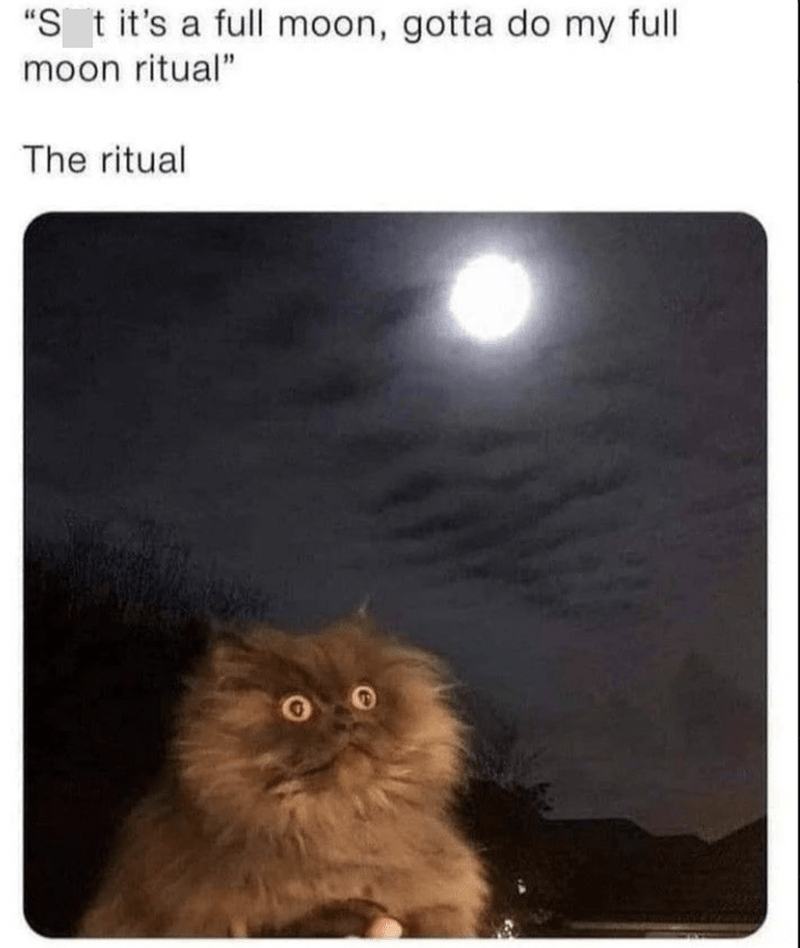 20+ Full Moon Energy Memes for Your Funny Full Moon Ritual - Memebase -  Funny Memes