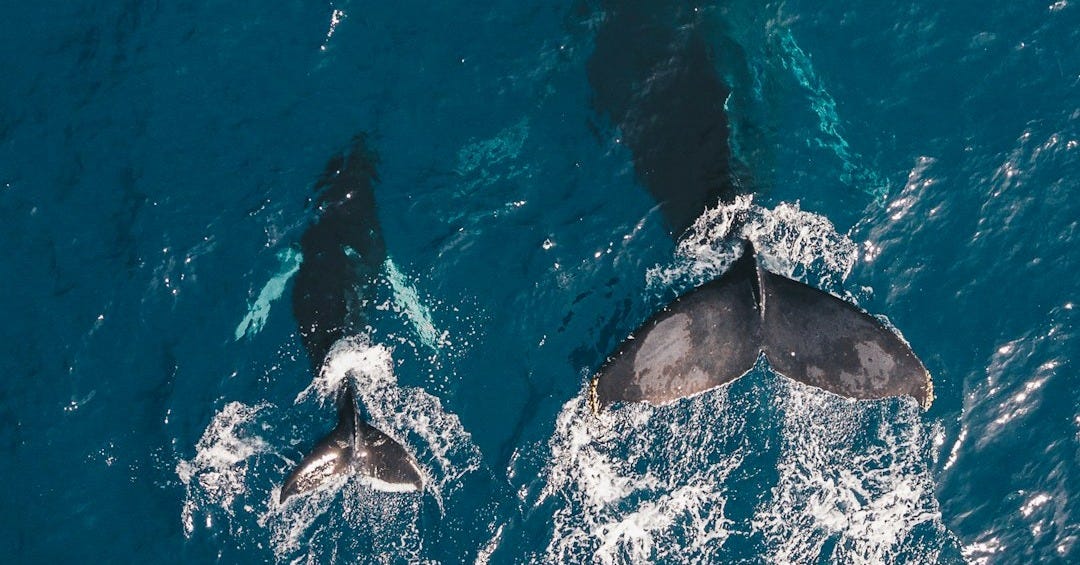 two black whales swimming in body of water