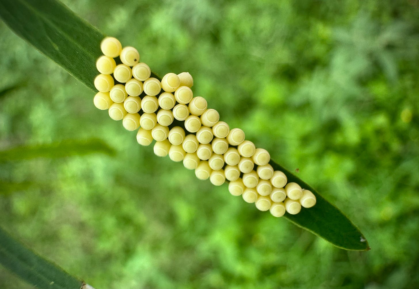 yellow insect eggs on mesquite leaf