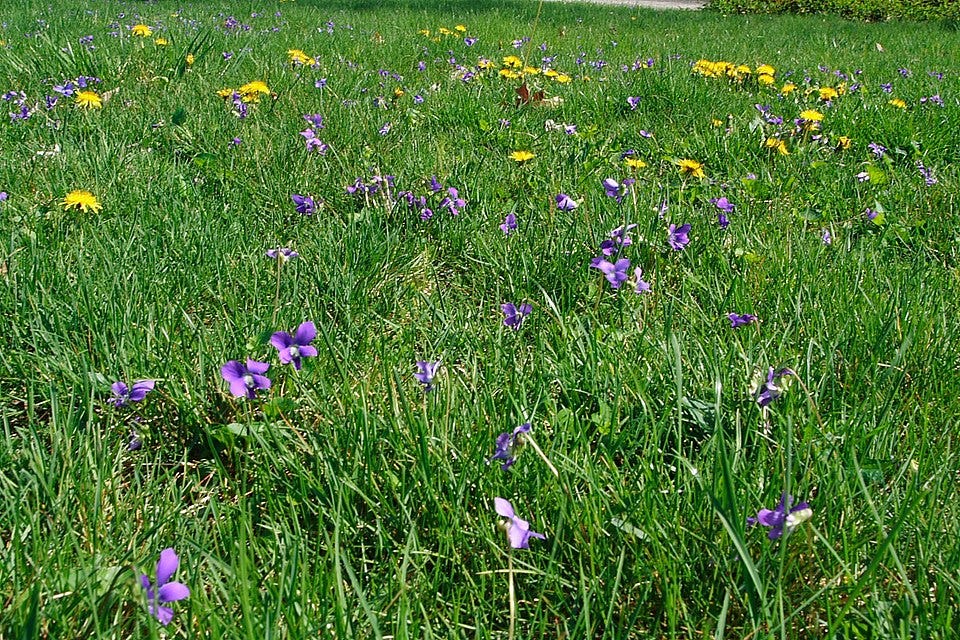 Yellow dandelions and purple violets scattered throughout a green lawn.