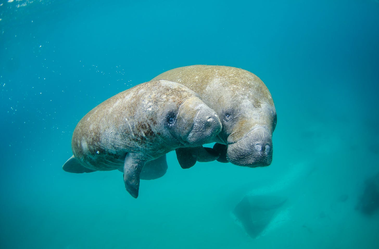 Manatee sow and her calf in Belize