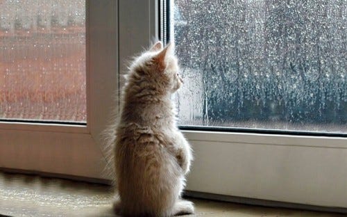 Create meme &quot;cat sad in the winter, a kitten at the rainy window, the cat  is sad at the window&quot; - Pictures - Meme-arsenal.com