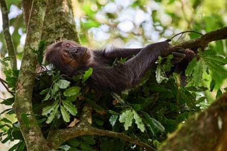 Chimpanzee female (Pan troglodytes schweinfurthii) sleeping in a nest built in a tree.