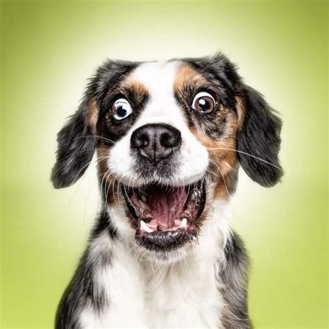 Funny Dog Pictures To Print For Free Funny Dog Pictures To Print For Free