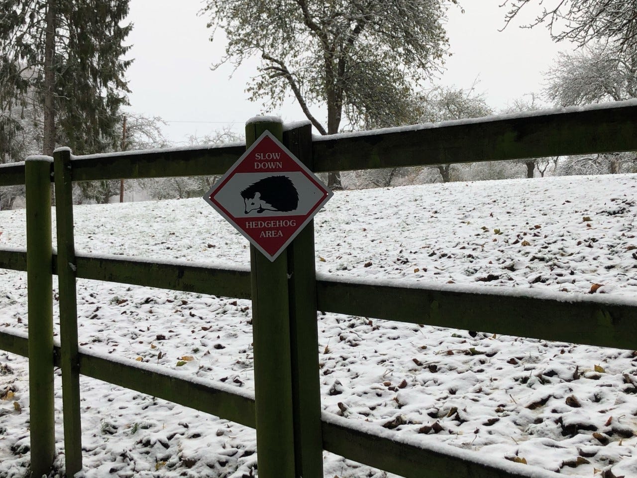 Thornton College hedgehog crossing signs