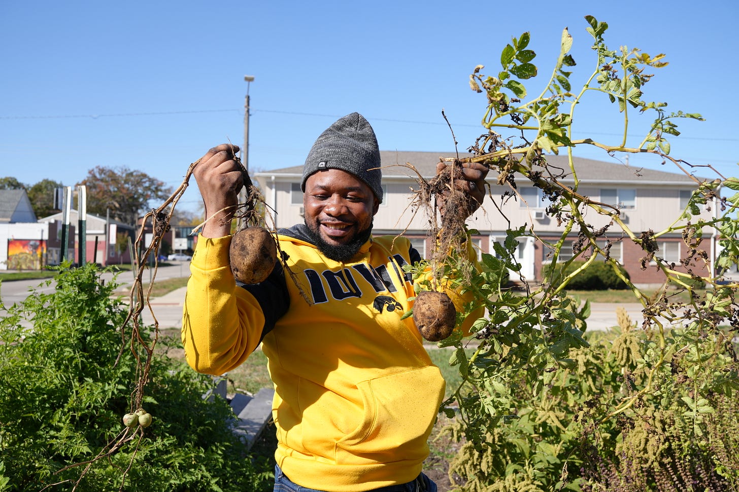 A man in a beanie and University of Iowa hoodie is holding up entire potato plants in each hand. He smiles at the potato in his right hand. A man in a beanie and University of Iowa hoodie is holding up entire potato plants in each hand. He smiles at the potato in his right hand.