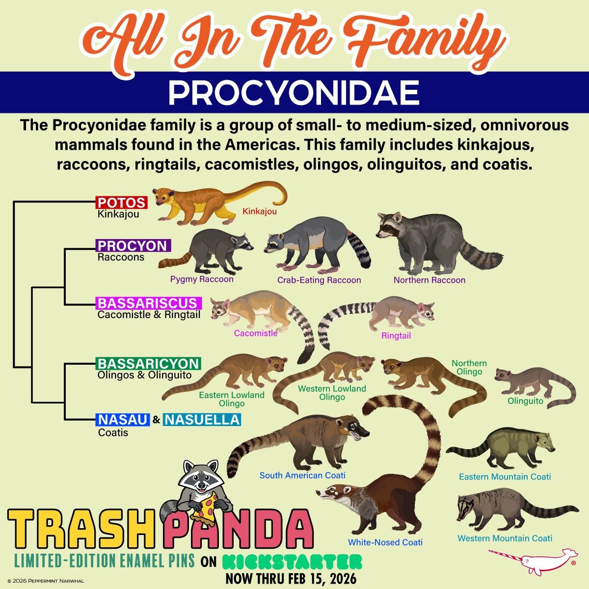 The procyonidae family tree, illustrated: Potos (kinkajou), Procyon (Raccoons: pygmy raccoon, crab-eating raccoon, northern raccoon), Bassariscus (Cacomistle & Ringtail), Bassaricyon (Olingos & Olinguitos), Nasau & Nasuella (Coatis)