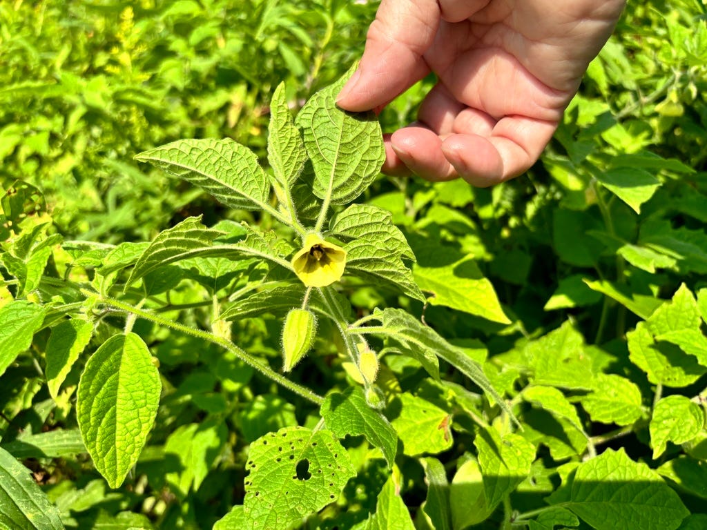 Clammy Groundcherry Clammy Groundcherry