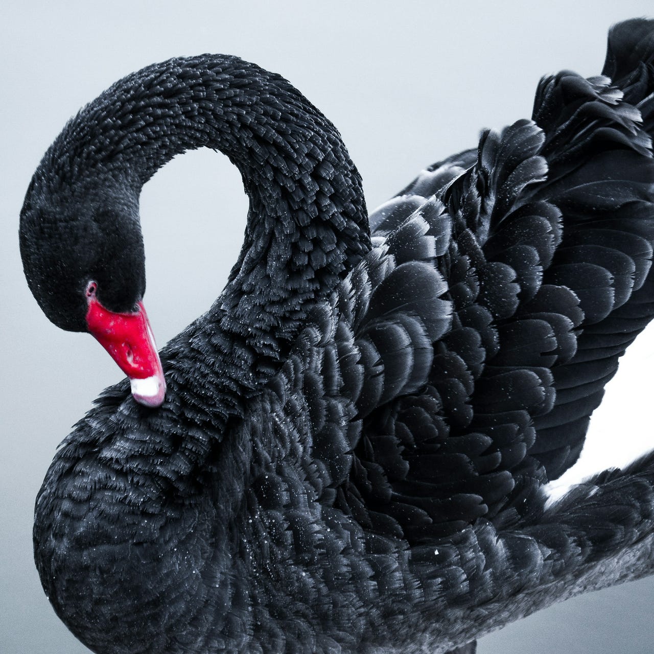 The Black Swan Files 