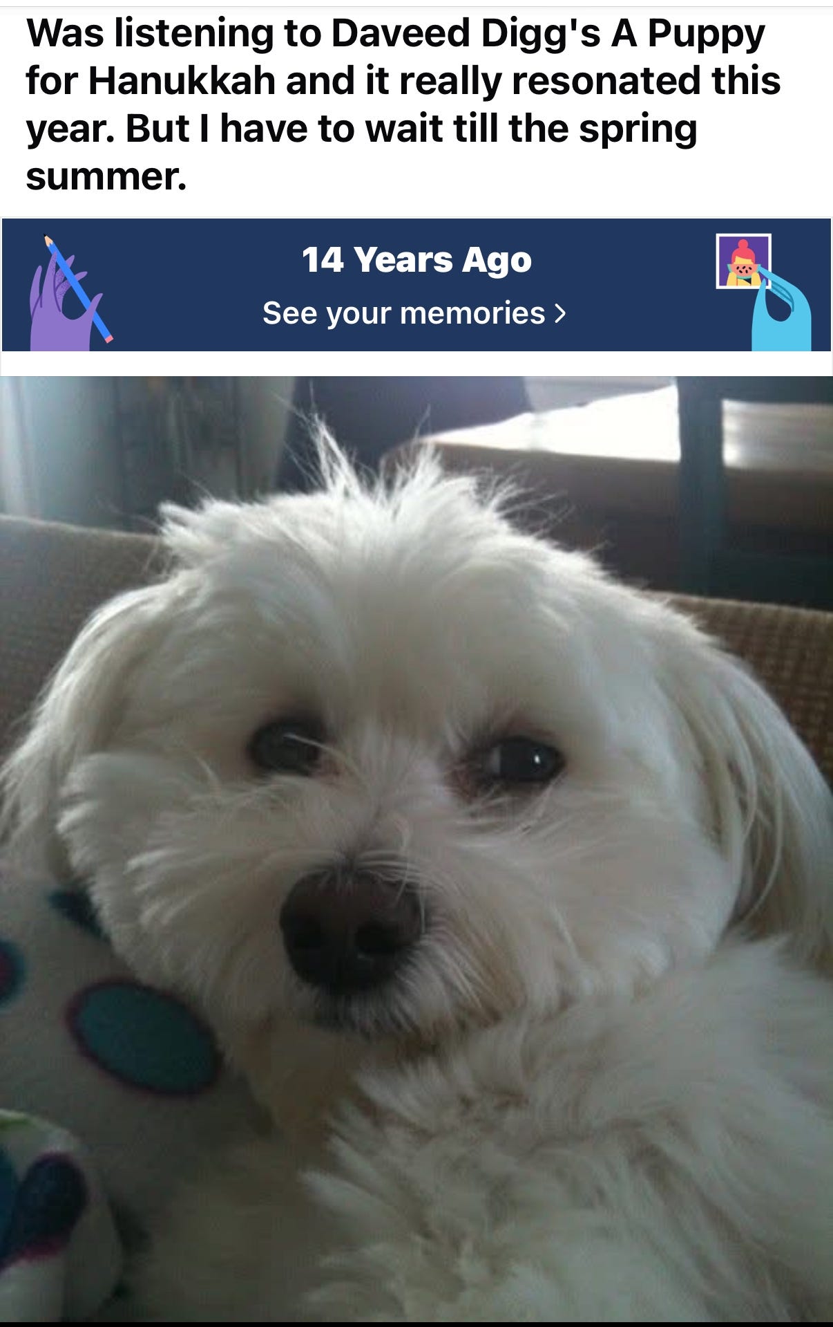 A white fluffy dog with wise brown eyes