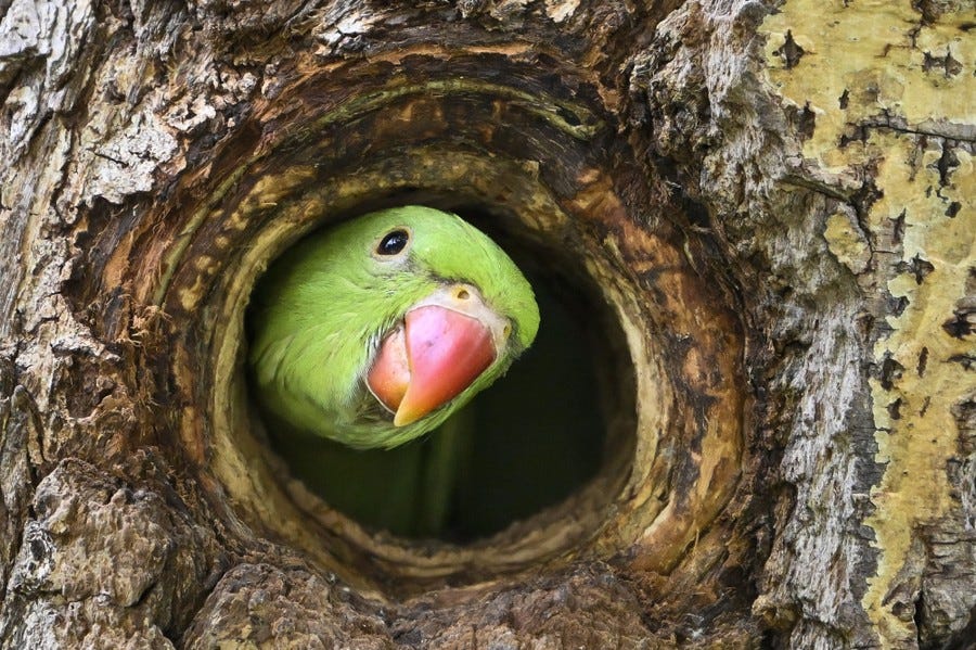 A green-feathered bird pokes its head out of a hole in a tree. A green-feathered bird pokes its head out of a hole in a tree.