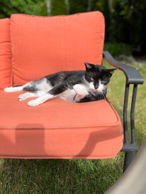 more than fashion cat pictures